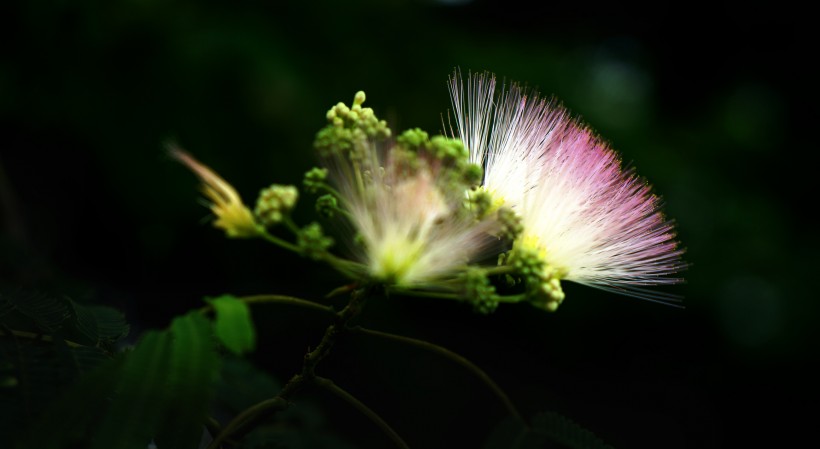 合歡花圖片