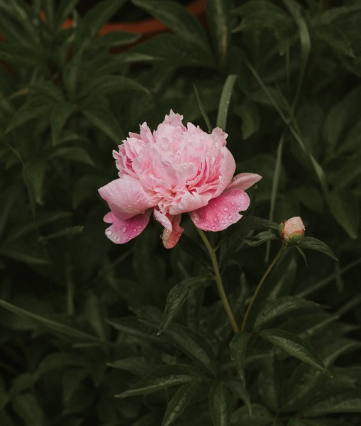 带露珠的花朵图片