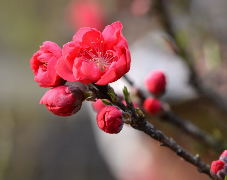 红色碧桃花图片