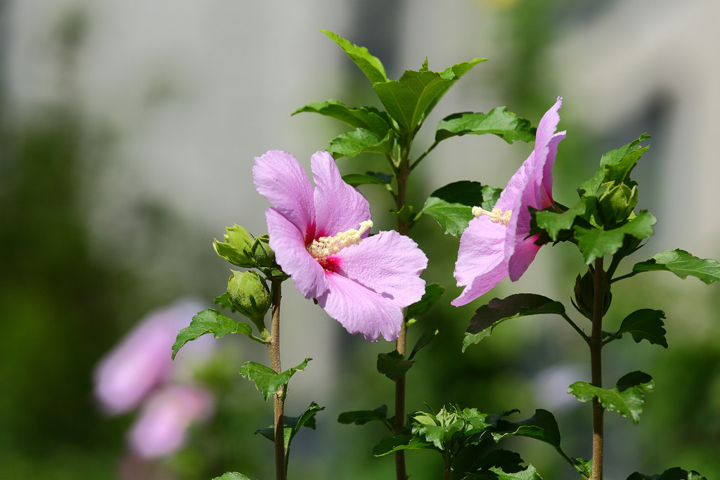 小区的木槿花