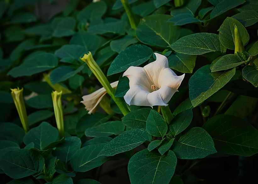 白色曼陀羅花卉圖片