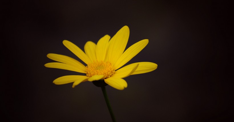 黄色菊花图片