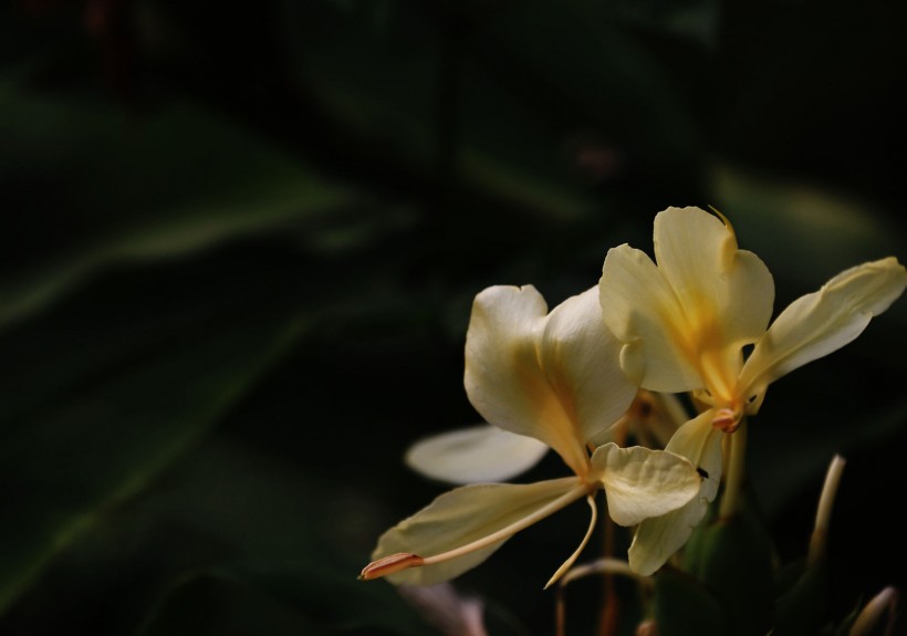 黄色姜花图片