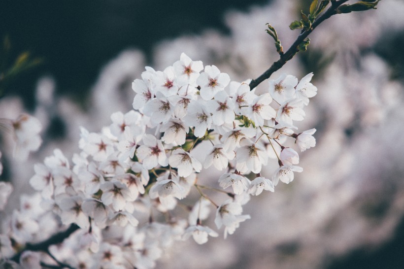 美丽的樱花图片