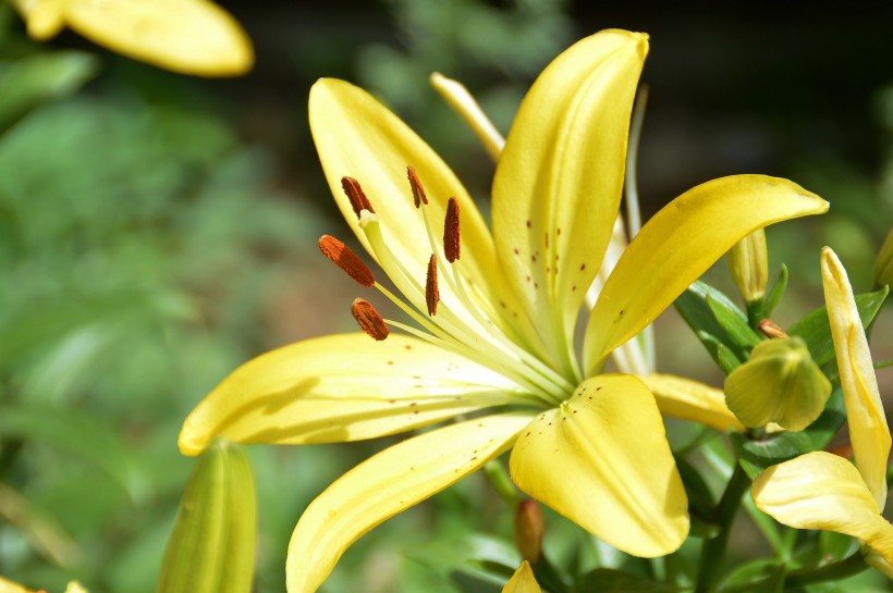 百合花圖片