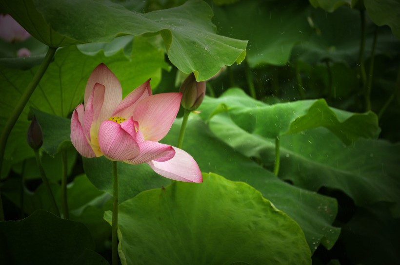 風(fēng)雨中荷花圖片