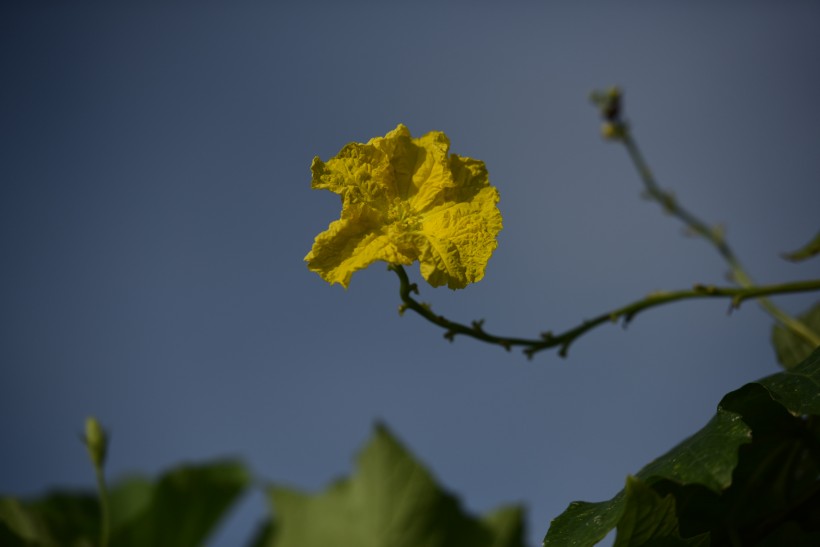 丝瓜花图片