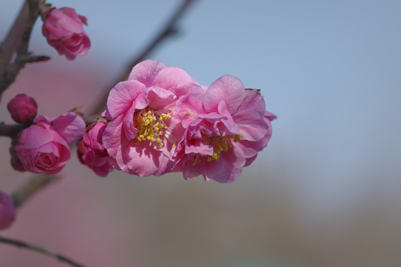 粉色梅花图片