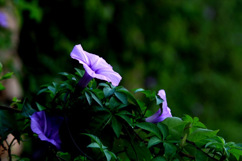 紫色牵牛花图片