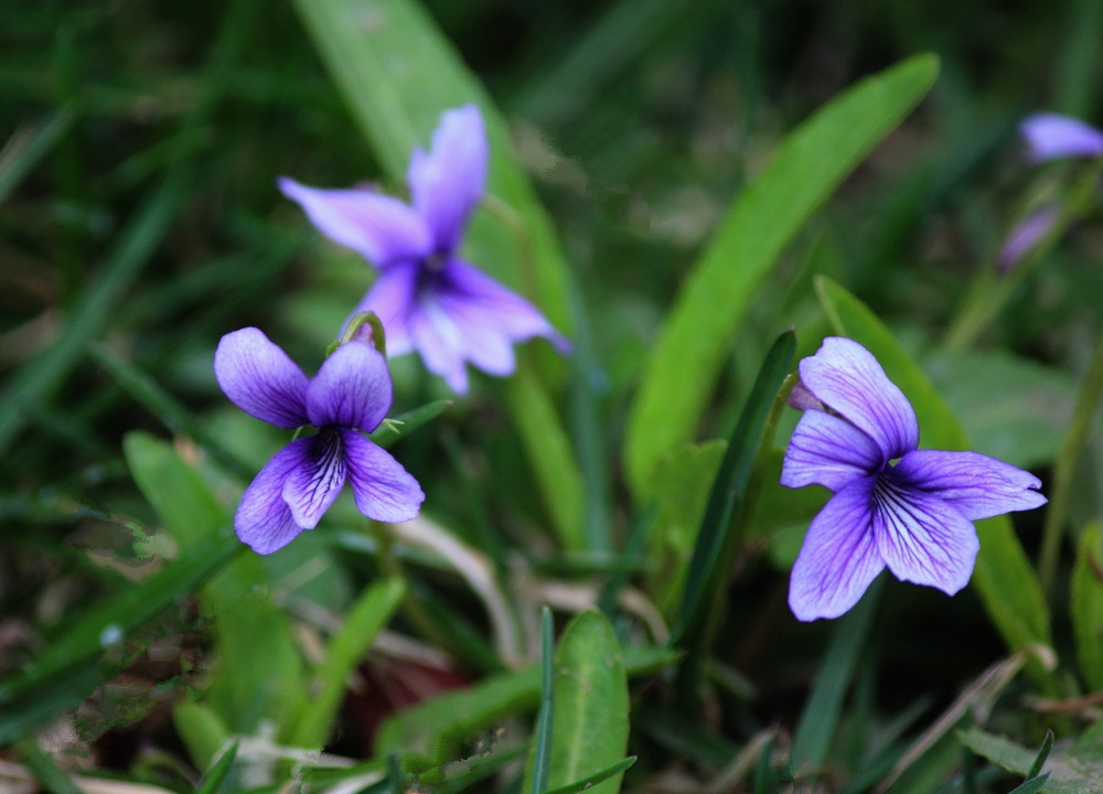 春花爭艷紫色地丁花