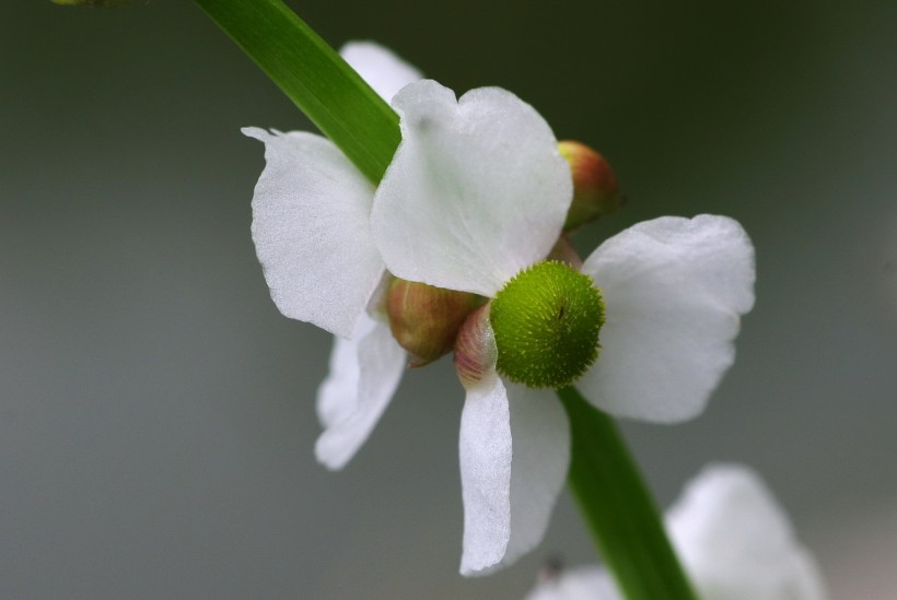 慈姑花圖片