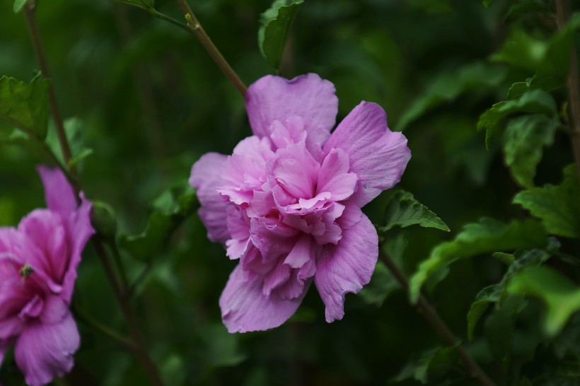 多彩芙蓉花图片