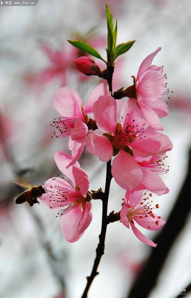 蜜蜂和桃花超清特寫圖片