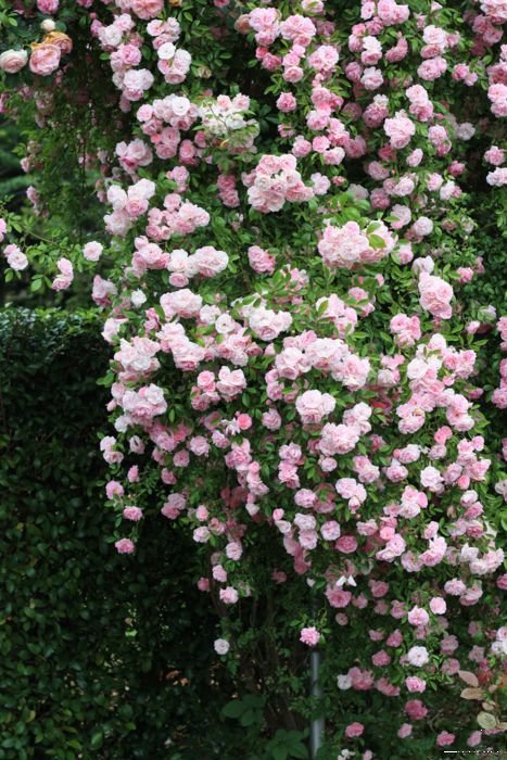 还在藤蔓上开的明媚嫣然的玫瑰花图片欣赏