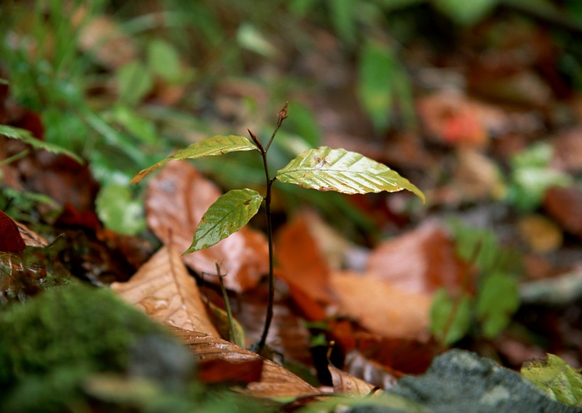 秋季動植物圖片