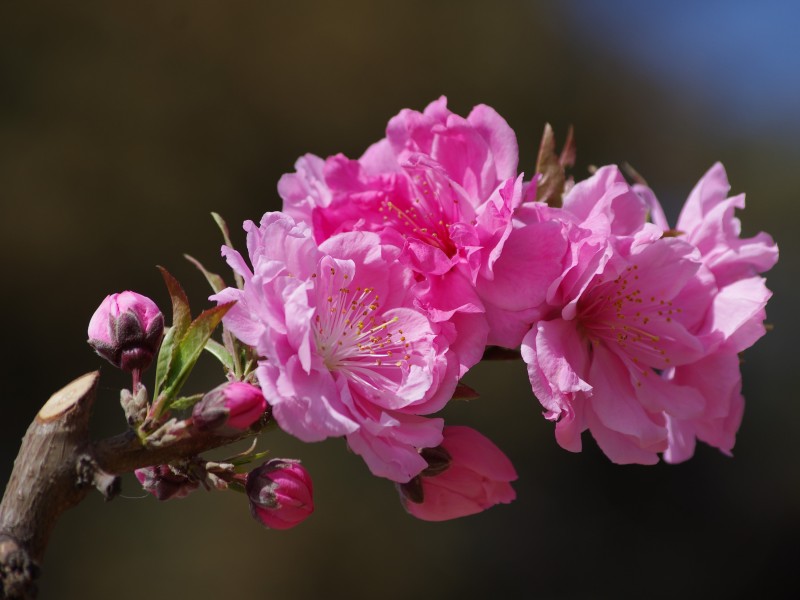 碧桃花圖片