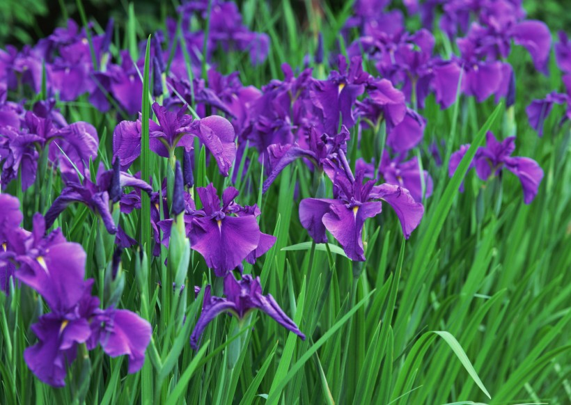 神秘的紫色花丛图片