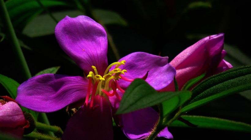 微距花蕊图片