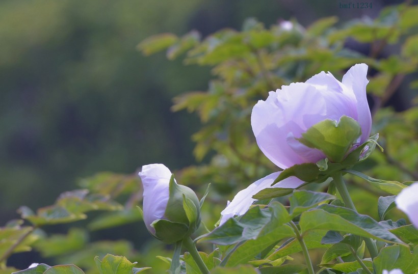 富貴牡丹花卉圖片