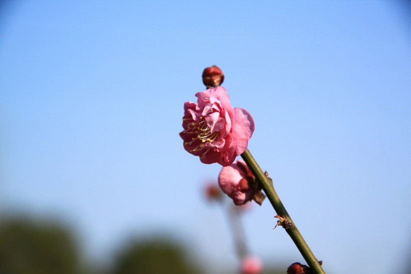 梅花图片