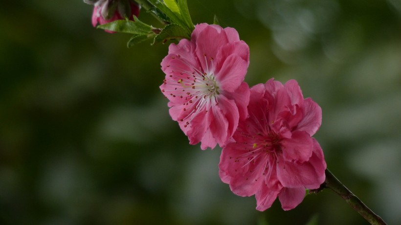 桃花图片