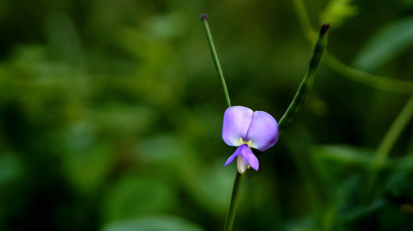 清新豆角花图片