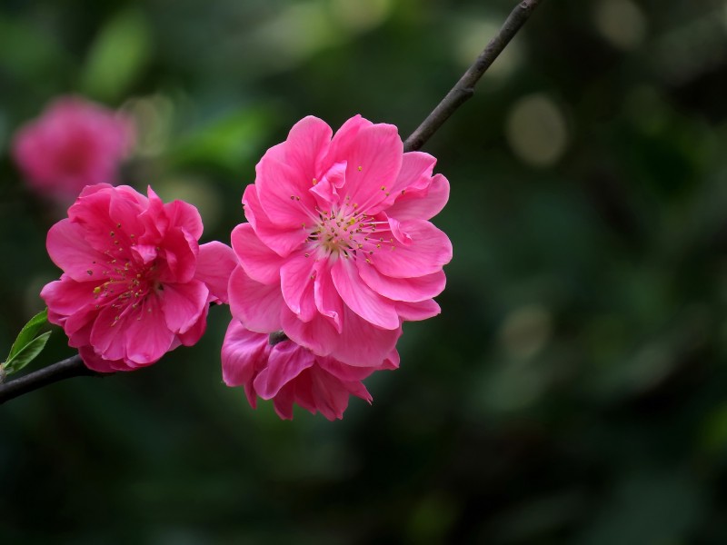 娇艳的桃花图片