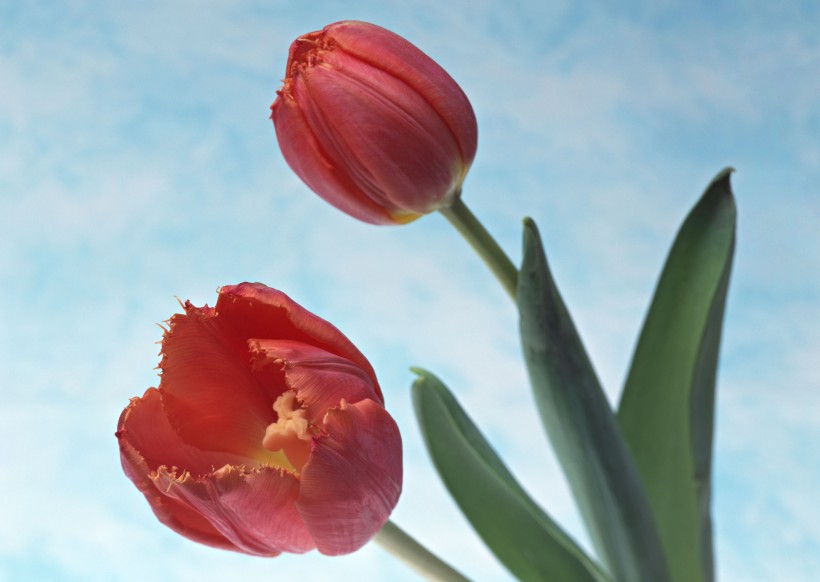 郁金香花束圖片