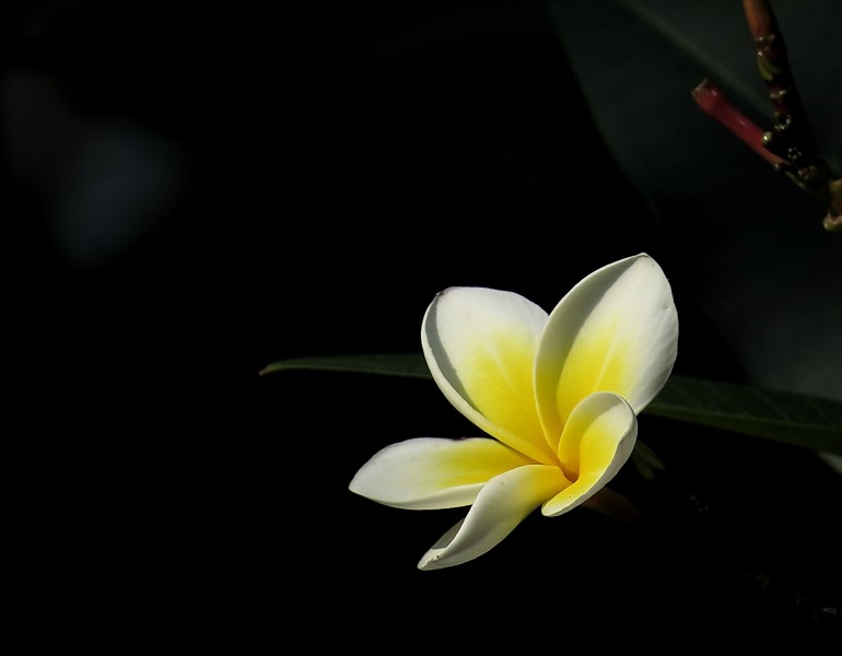 黄色鸡蛋花图片