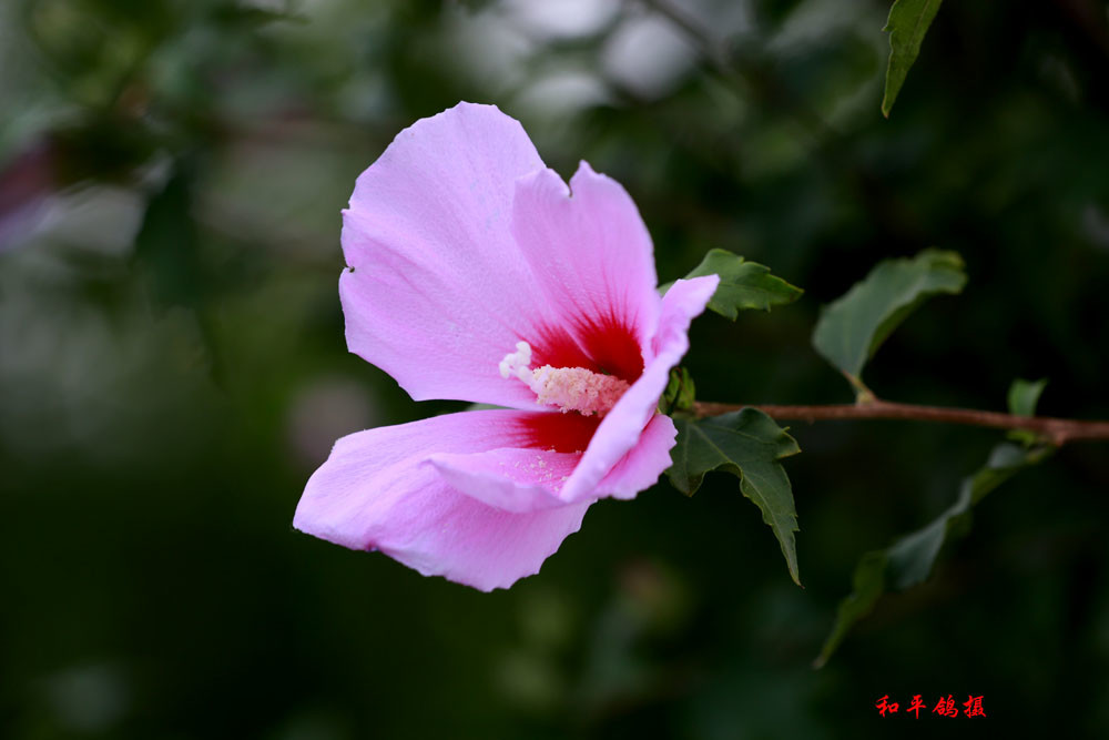 美丽木槿花