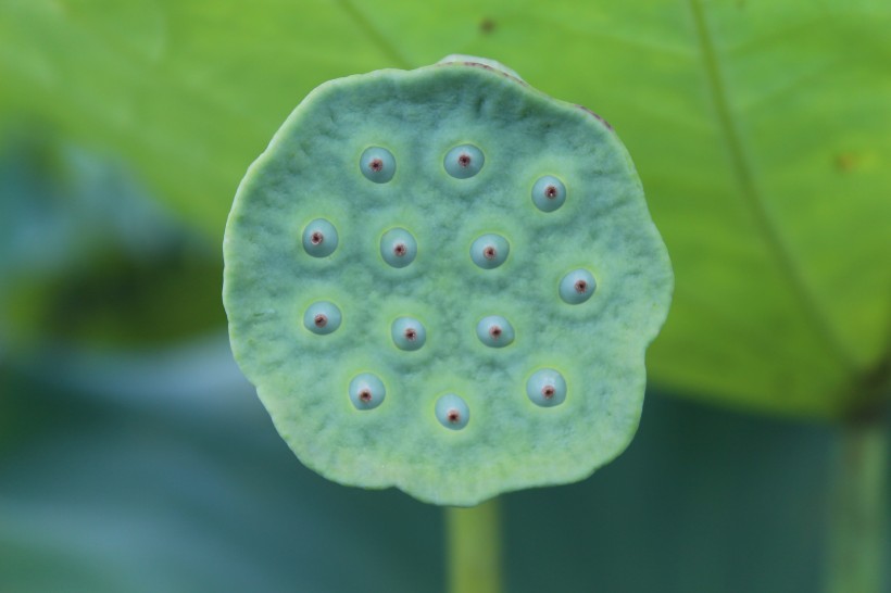 翠绿的荷花莲蓬图片