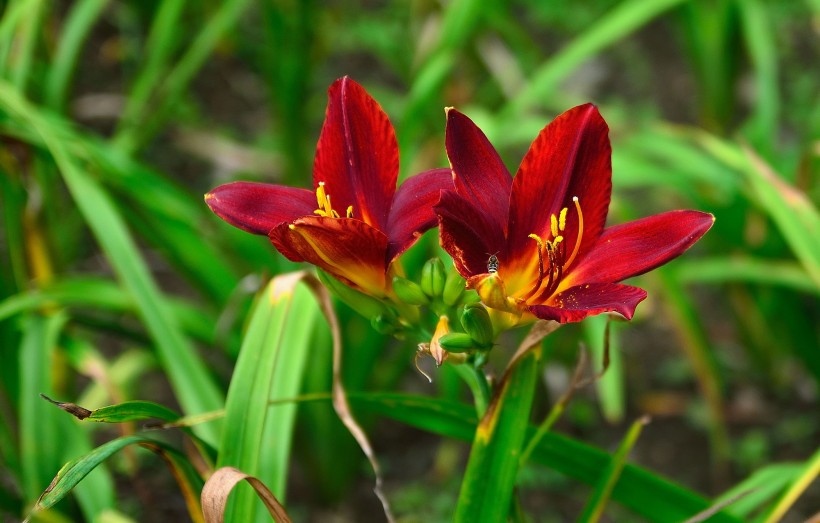 萱草花圖片