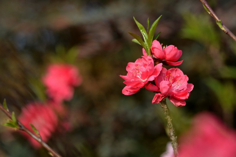 红色碧桃花图片