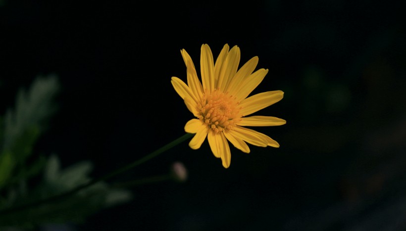 黄色菊花图片