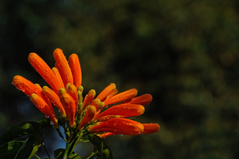 橙色炮杖花图片