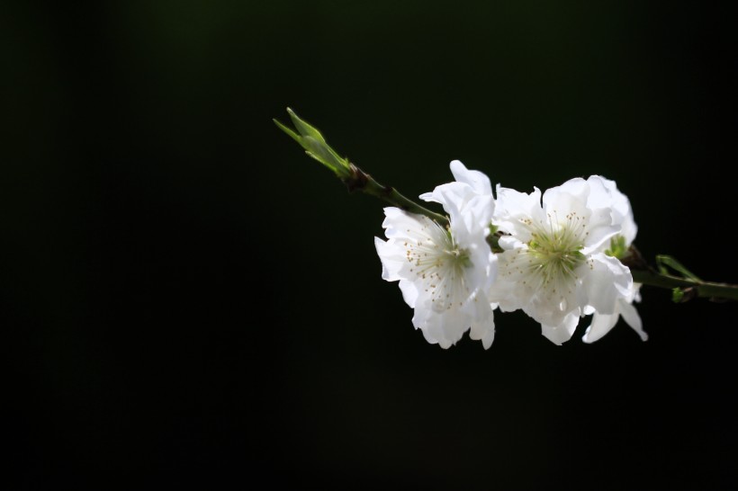 碧桃花图片