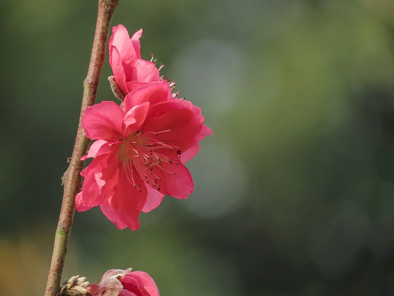 艷麗的桃花圖片