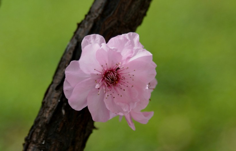 梅花图片