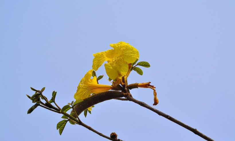 黃花風(fēng)鈴木圖片