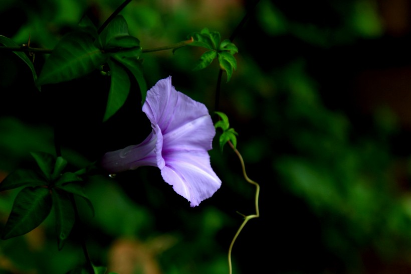 紫色牵牛花图片