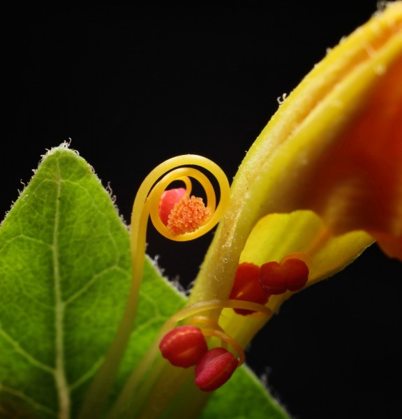 漂亮的鮮花花蕊圖片