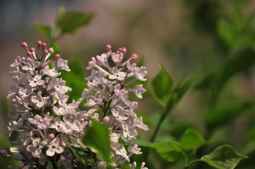 淡紫色丁香花图片