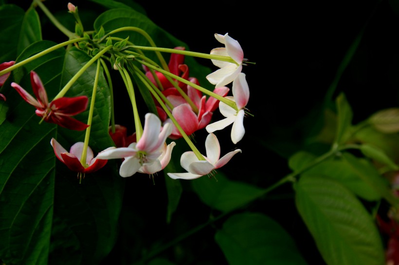 使君子花图片