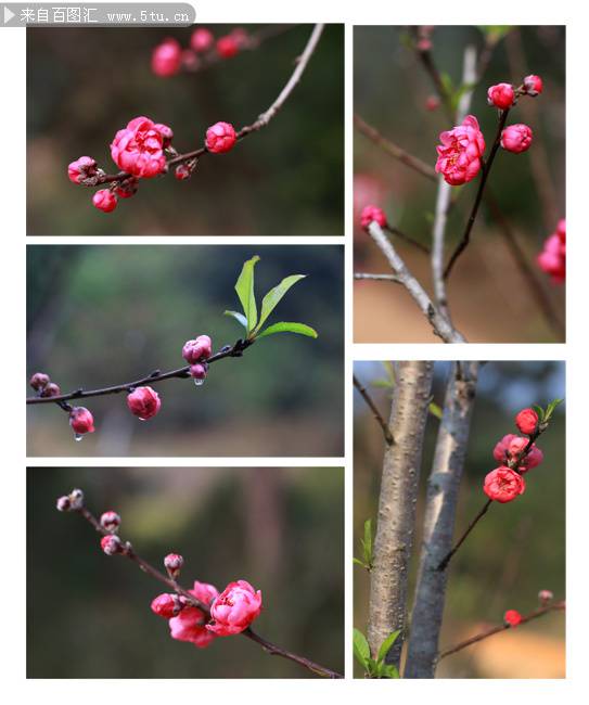 粉色桃花花蕾娇媚迷人