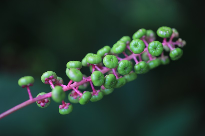 草本植物商路图片