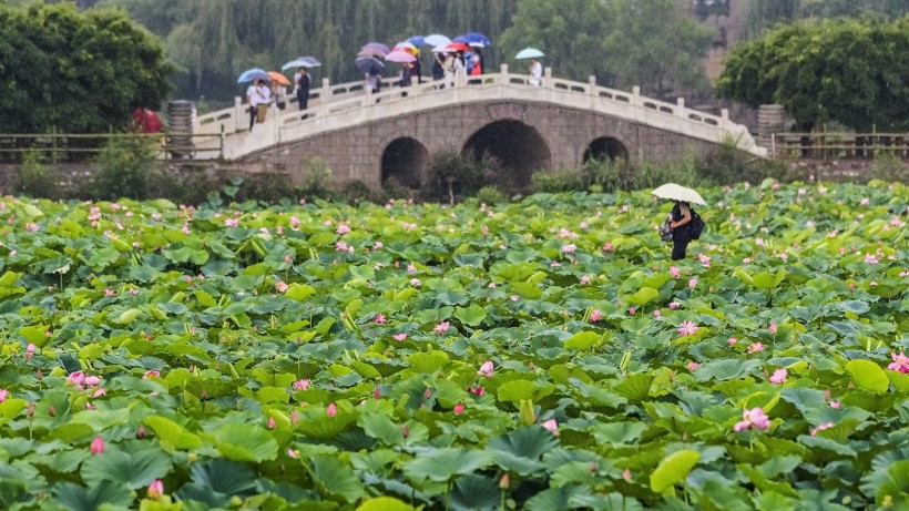 雨中荷图片