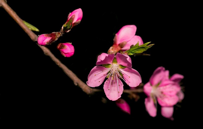 粉红色桃花图片