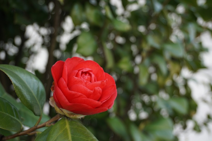 山茶花圖片