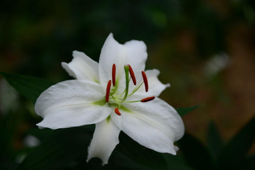 娇媚百合花图片