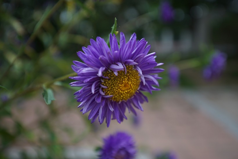 紫色菊花图片